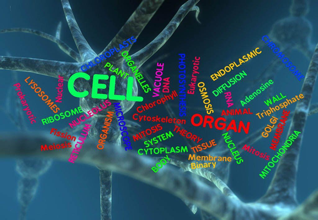 ሥነ ካንሰር ( Oncology)